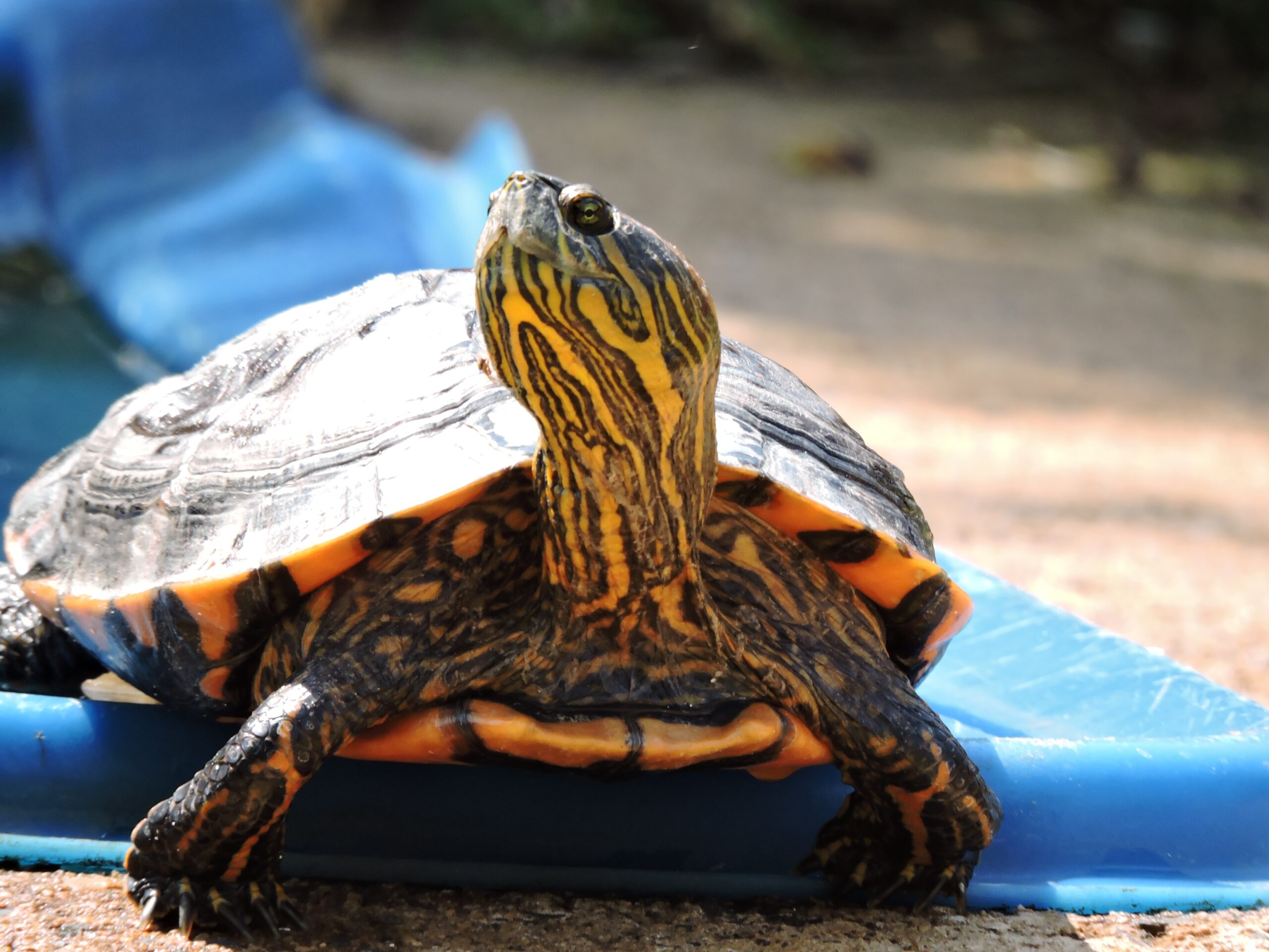 trachemys una delle specie aliene invasive di palude