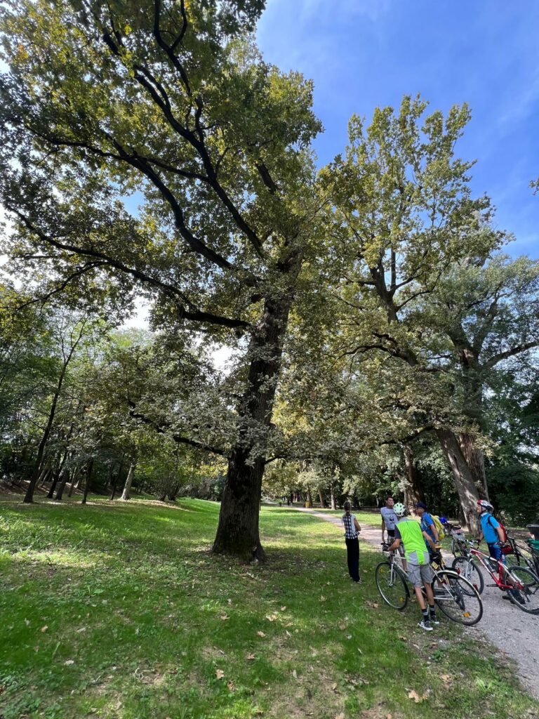 Una bellissima gita in bicicletta alla scoperta degli alberi monumentali: piacevoli incontri e interessanti sorprese