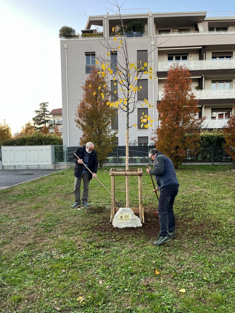 Il tiglio omaggio a Averardo Amadio messo a dimora